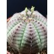 Euphorbia ( Εφόρμπια ) "Obesa " γλ.8,5
