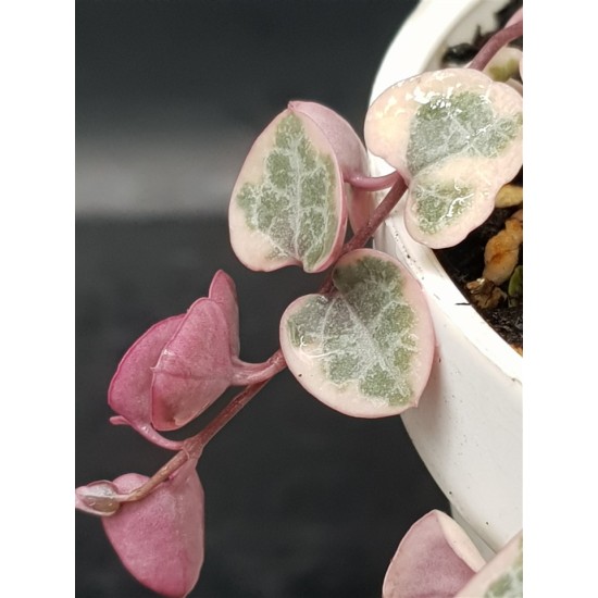 Ceropegia woodii "String of Hearts" variegata 10