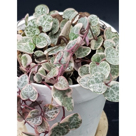 Ceropegia woodii "String of Hearts" variegata 10