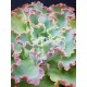 Echeveria shaviana pink frills ( unique ) μοναδικό φυτό 