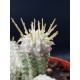 Euphorbia mammillaris  variegata γλ.8.5