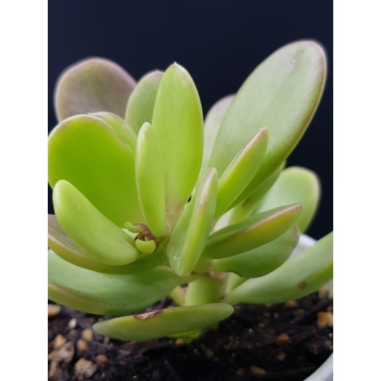 Kleinia petraea ( Senecio jacobsenii ή Trailing Jade ) γλ. 8,5