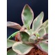 Peperomia clusiifolia Jelly Variegated Pink Edge 13