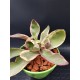 Peperomia clusiifolia Jelly Variegated Pink Edge 13