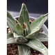 Agave victoriaE-reginae GL 8,5 