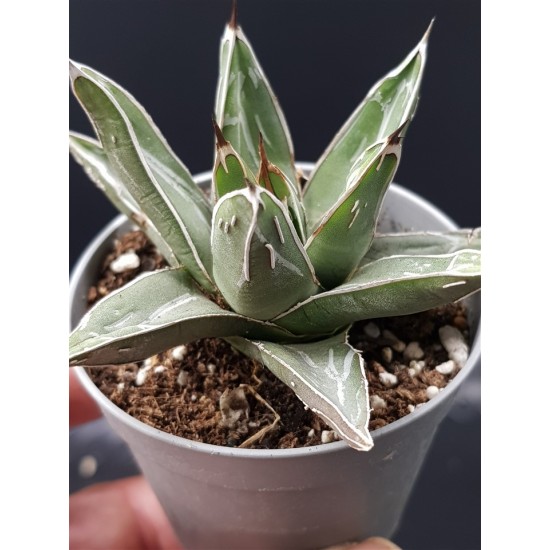 Agave victoriaE-reginae GL 8,5 