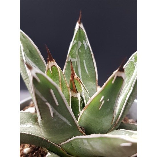 Agave victoriaE-reginae GL 8,5 