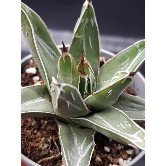 Agave victoriaE-reginae GL 8,5 