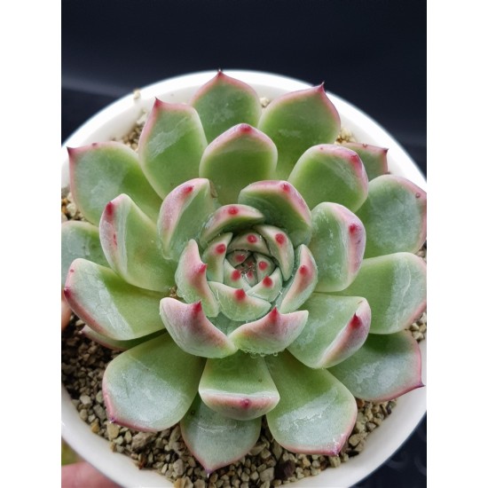  Echeveria  chichuachuensis   γλ 8,5