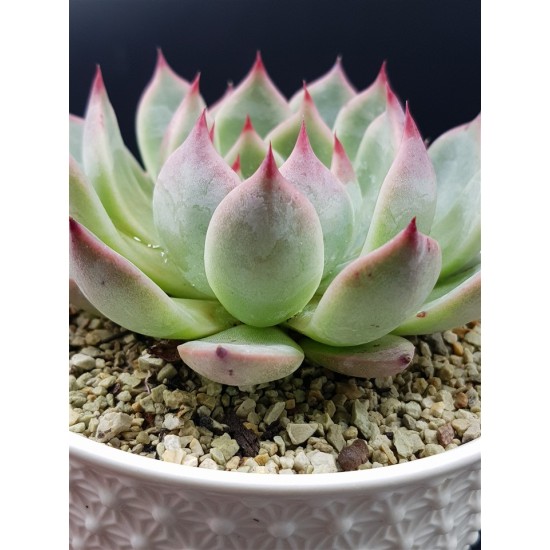  Echeveria  chichuachuensis   γλ 8,5