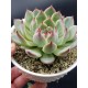  Echeveria  chichuachuensis   γλ 8,5