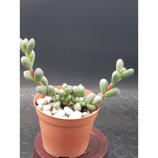 delosperma lehmanii 8.5