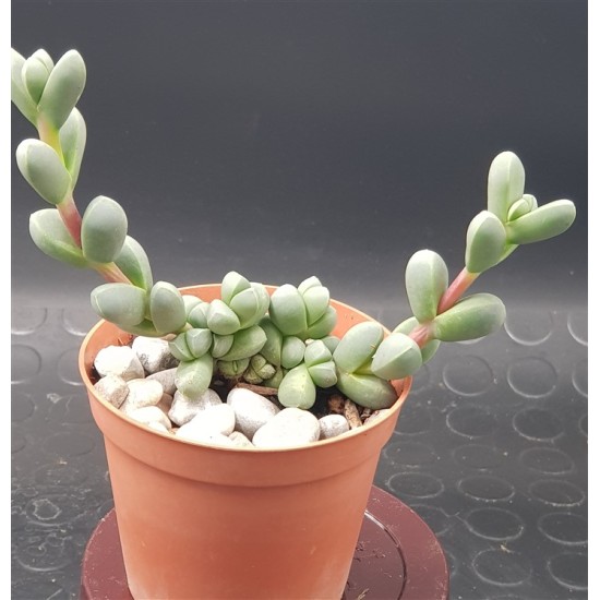 delosperma lehmanii 8.5