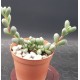 delosperma lehmanii 8.5