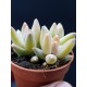 Pachyphytum dimont γλ. 8,5