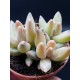 Pachyphytum dimont γλ. 8,5