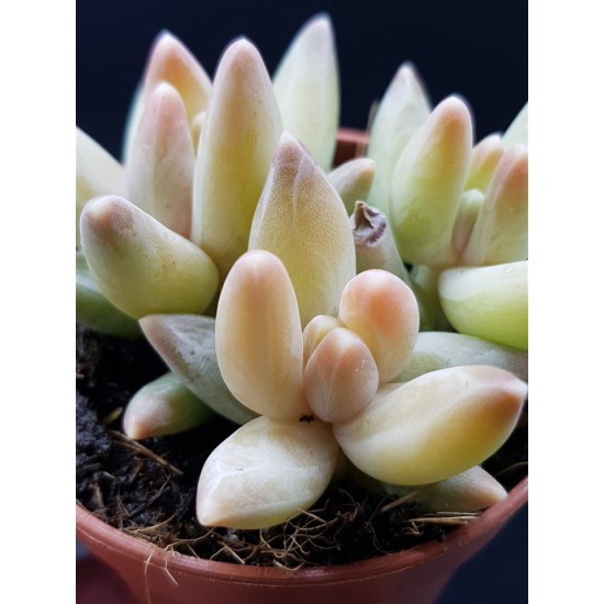 Pachyphytum dimont γλ. 8,5