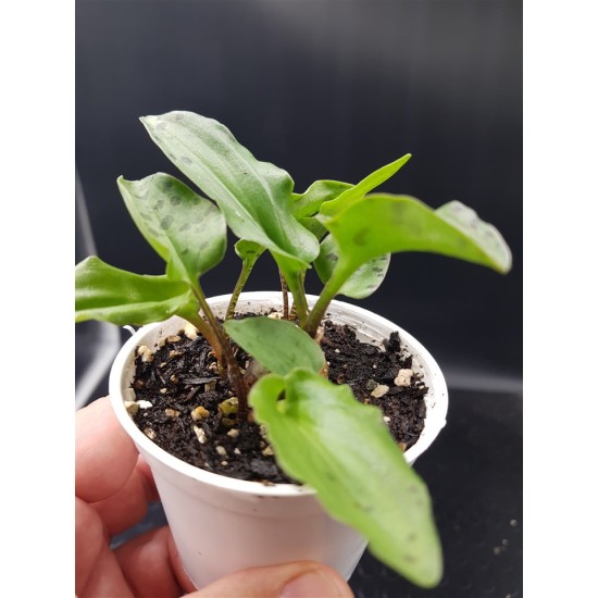 Scilla maculata  gl.8,5  
