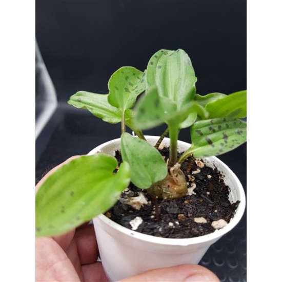 Scilla maculata  gl.8,5  