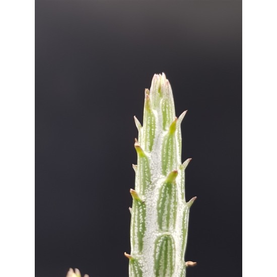 Senecio stapeliiformis (Kleinia stapeliiformis) " pickle plant "   γλ. .8,5
