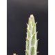 Senecio stapeliiformis (Kleinia stapeliiformis) " pickle plant "   γλ. .8,5