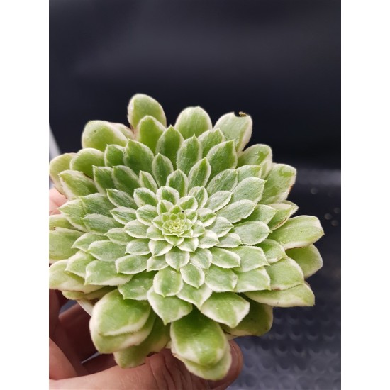 Aeonium emerald ice γλ. 8,5