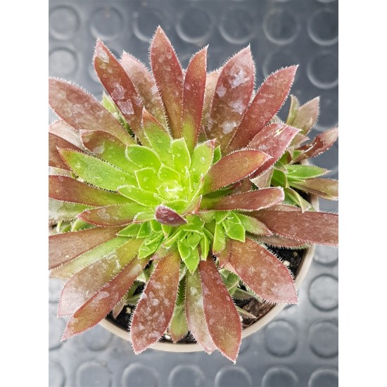 Aeonium " phoenix flame " claster 8,5