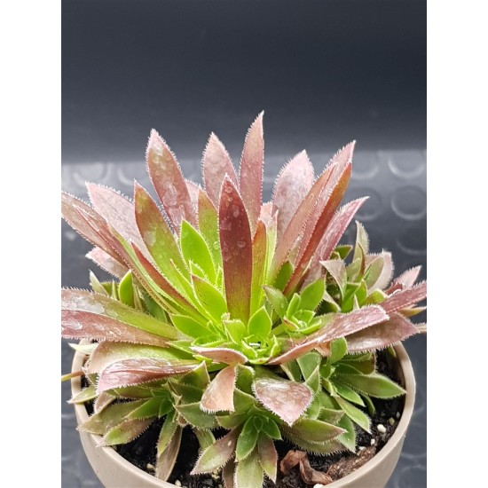 Aeonium " phoenix flame " claster 8,5