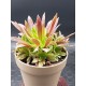 Aeonium " phoenix flame " claster 8,5