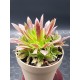 Aeonium " phoenix flame " claster 8,5