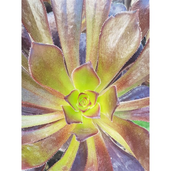 AEONIUM BLACK ROSE ZWARTKOP ΓΛ.8,5