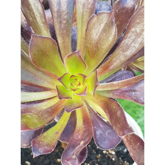 AEONIUM BLACK ROSE ZWARTKOP ΓΛ.8,5