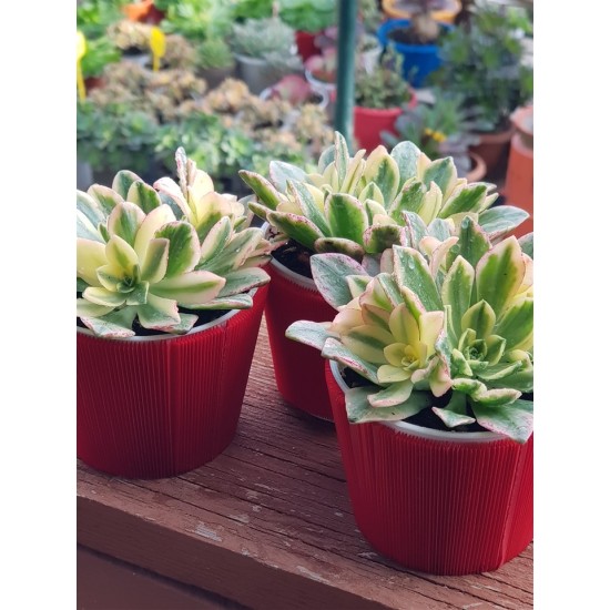 Aeonium "Bronze medal variegata " 8,5