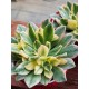 Aeonium "Bronze medal variegata " 8,5