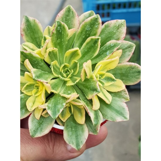 Aeonium "Bronze medal variegata " 8,5