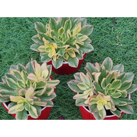 Aeonium "Bronze medal variegata " 8,5