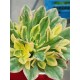 Aeonium "Bronze medal variegata " 8,5