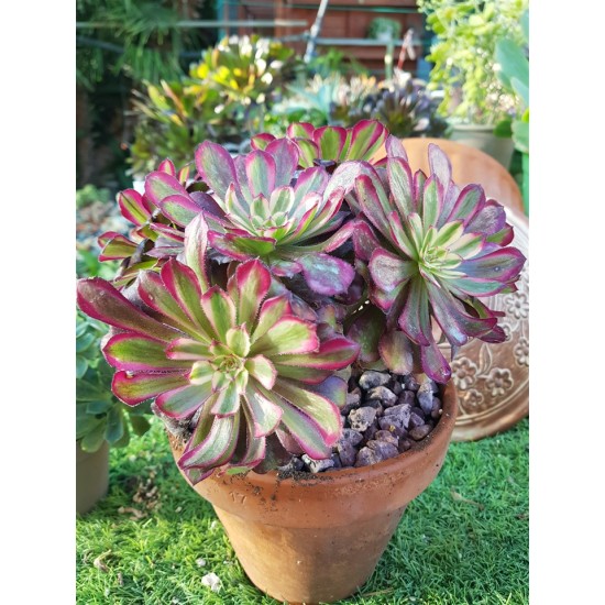 Aeonium mardi gras γλ.. 9