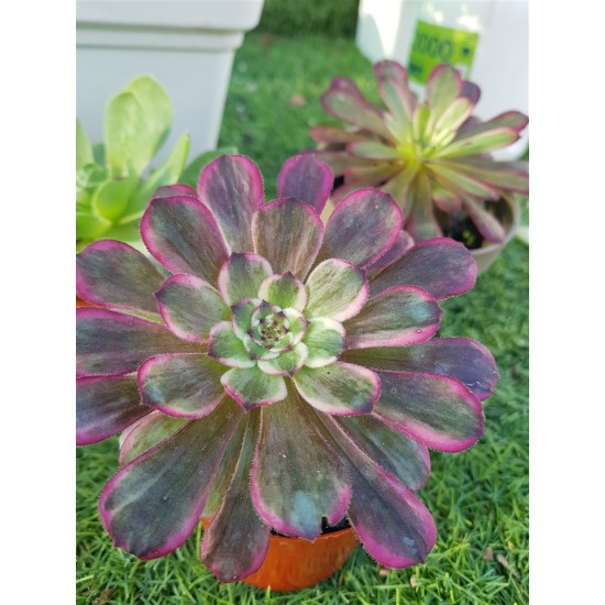 Aeonium mardi gras γλ.. 9