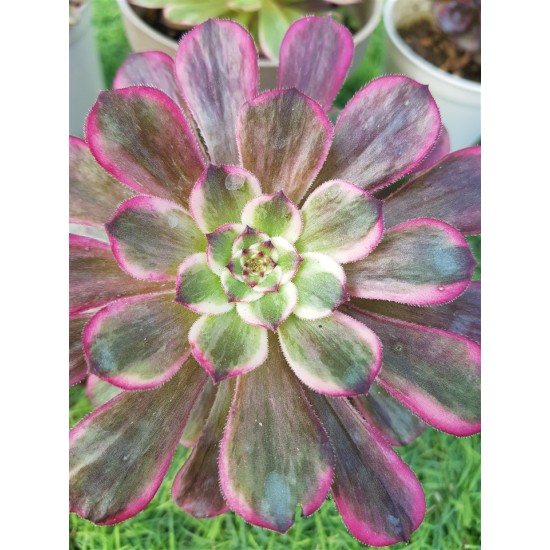 Aeonium mardi gras γλ.. 9