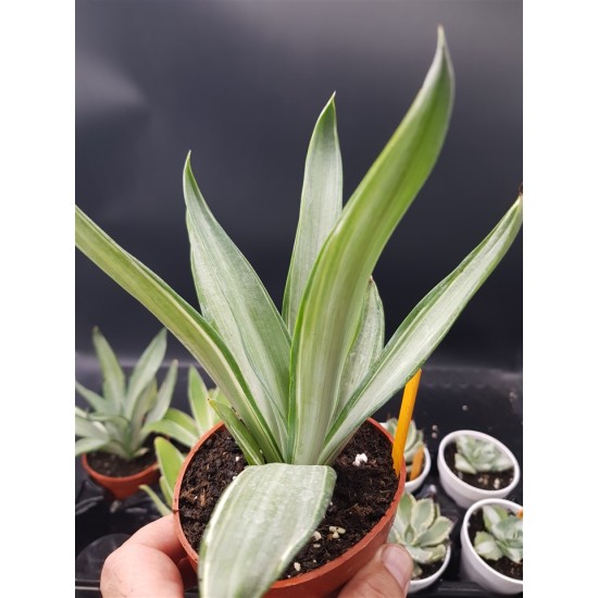 Agave desmetiana "silver star " 12