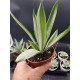 Agave desmetiana "silver star " 12