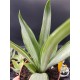 Agave desmetiana "silver star " 12