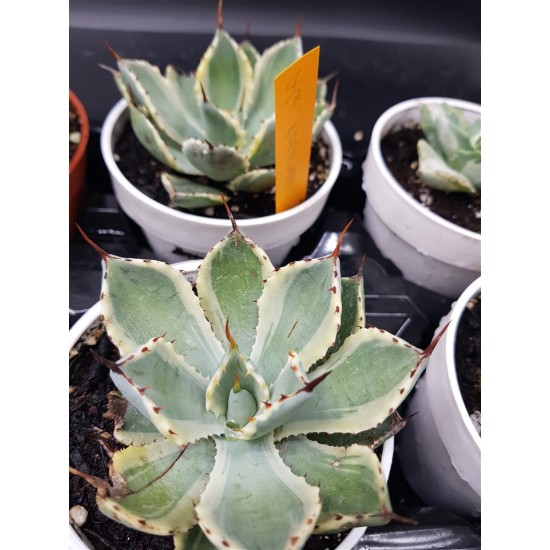 Agave potatorum " kissho kan " 12