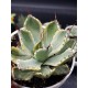 Agave potatorum " kissho kan " 12