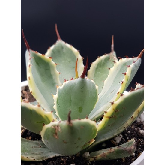 Agave potatorum " kissho kan " 12