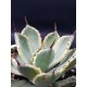 Agave potatorum " kissho kan " 12