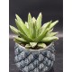 Agave " victoriae-reginae "  ( μοναδικό φυτό -unique )