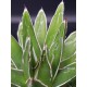 Agave " victoriae-reginae "  ( μοναδικό φυτό -unique )