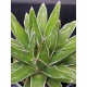 Agave " victoriae-reginae "  ( μοναδικό φυτό -unique )